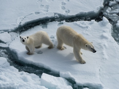 «Чукотка-лето-2015» исследует белых медведей