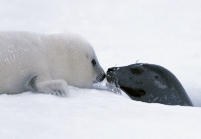 Суда в Белом море будут обходить лежбища гренландских тюленей