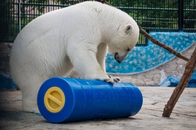 «Роснефть» создала игрушки для белых медведей