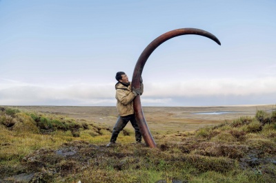 Крупнейшие залежи мамонтовой кости – в Арктике