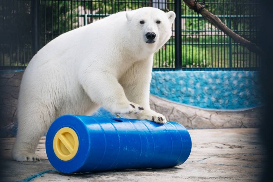 «Роснефть» создала игрушки для белых медведей