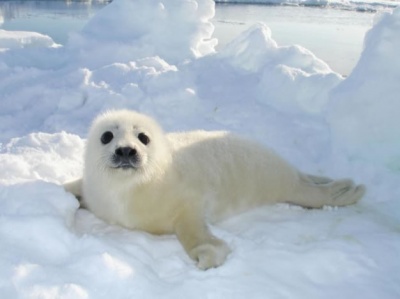 В марте у туристов есть возможность отправиться в гости к новорожденным тюленям
