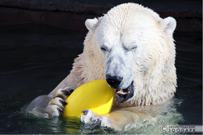 В Ленинградском зоопарке ремонтируют бассейны белых медведей
