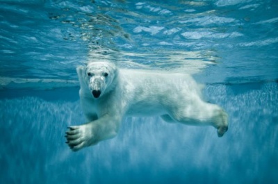 Белый медведь установил мировой рекорд!