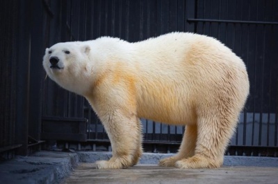 Жителям Красноярского края предложили выбрать имя для белой медведицы