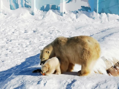 Опекаемая «Роснефтью» медведица в Якутии показала своего малыша онлайн