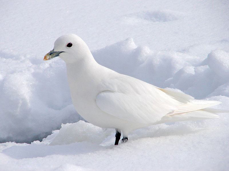 White seagull