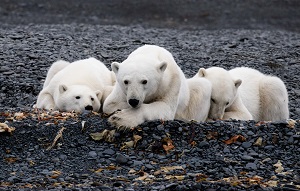 Участники арктических экспедиций «Роснефти» рассказали об исследованиях 2020 года