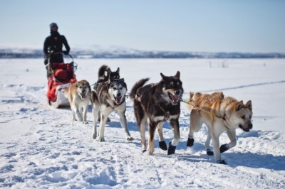 В Якутии запустили туры на собачьих упряжках