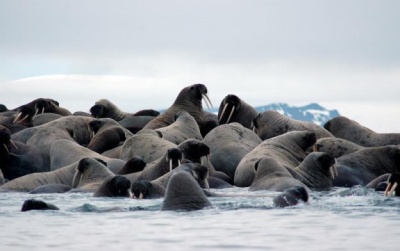 Стартовала экспедиция по изучению моржей
