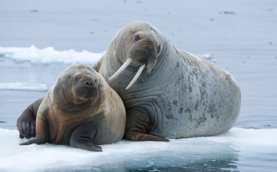 Животные и растения Арктики расскажут о состоянии морских экосистем