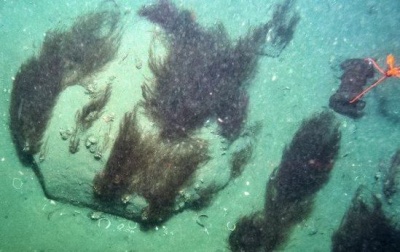 В арктических водах обнаружили водоросли