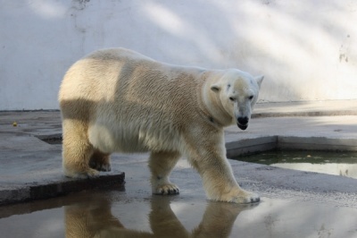 Новый дом для ростовских белых медведей