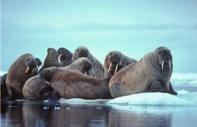 WWF России начинает сбор средств для изучения атлантического моржа в НАО