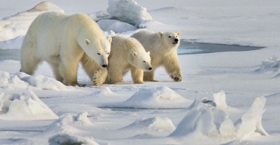 Ученые провели учет тюленей и белых медведей на Чукотке