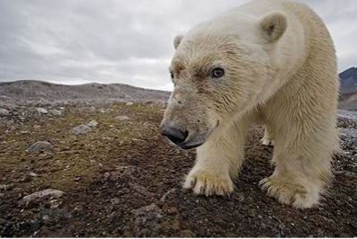 Polar bears will be counted in the Russian part of Arctic