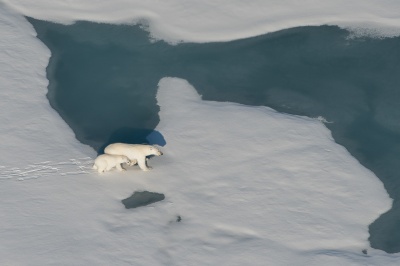 В Арктике стартовали две экспедиции по изучению белых медведей